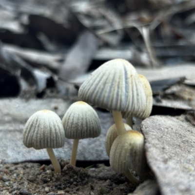 Unidentified Cap on a stem; gills below cap [mushrooms or mushroom-like] at Cotter River, ACT - 27 Apr 2024 by Rebeccaryanactgov
