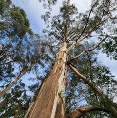 Eucalyptus globulus subsp. pseudoglobulus (Victorian Eurabbie) at Cabbage Tree Creek, VIC - 27 Apr 2024 by Steve818