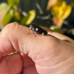 Eurymela distincta at Kambah, ACT - 27 Apr 2024