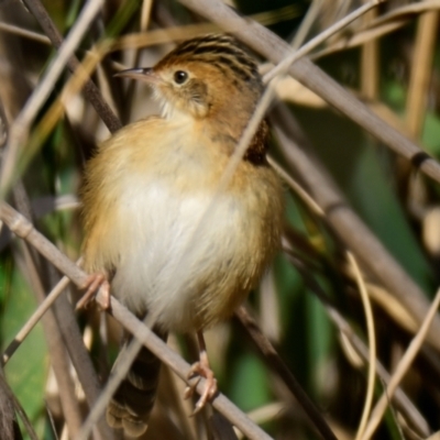 Cisticola exilis (Golden-headed Cisticola) at Evatt, ACT - 27 Apr 2024 by Thurstan