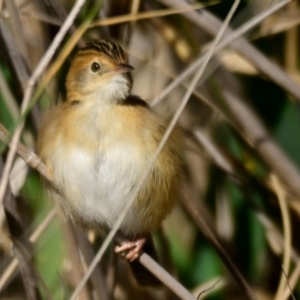 Cisticola exilis at Evatt, ACT - 27 Apr 2024