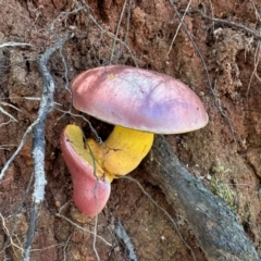 Boletellus sp. at Tidbinbilla Nature Reserve - 19 Jan 2024 by Pirom