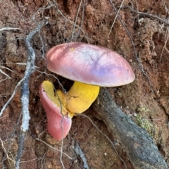 Unidentified Bolete - Fleshy texture, stem central (more-or-less) at Tidbinbilla Nature Reserve - 19 Jan 2024 by Pirom