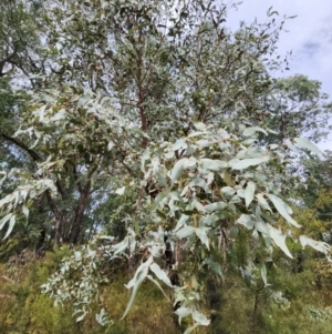 Eucalyptus conspicua subsp. conspicua at Cann River, VIC - 28 Apr 2024
