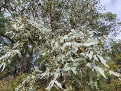 Eucalyptus conspicua subsp. conspicua (Gippsland Swamp-box) at Cann River, VIC - 28 Apr 2024 by Steve818
