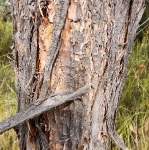Eucalyptus conspicua subsp. conspicua at Cann River, VIC - 28 Apr 2024