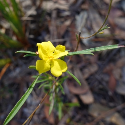 Hibbertia linearis at Jervis Bay National Park - 18 Aug 2023 by RobG1