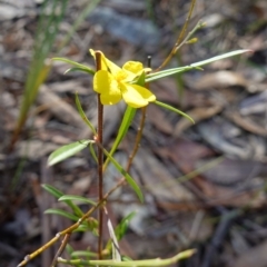 Hibbertia linearis at Jervis Bay National Park - 19 Aug 2023 09:35 AM