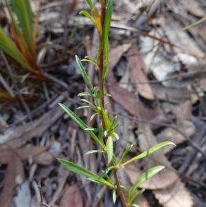 Hibbertia linearis at Jervis Bay National Park - 19 Aug 2023