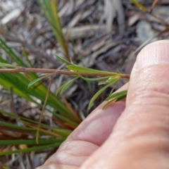 Hibbertia linearis at Jervis Bay National Park - 19 Aug 2023