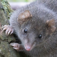 Antechinus mimetes mimetes (Dusky Antechinus) at Tidbinbilla Nature Reserve - 28 Apr 2024 by rawshorty