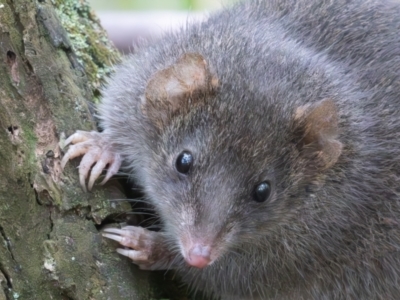 Antechinus agilis (Agile Antechinus) at Tidbinbilla Nature Reserve - 28 Apr 2024 by rawshorty