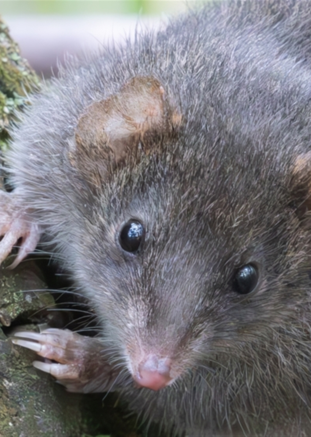 Antechinus Agilis At Tidbinbilla Nature Reserve - Canberra & Southern 