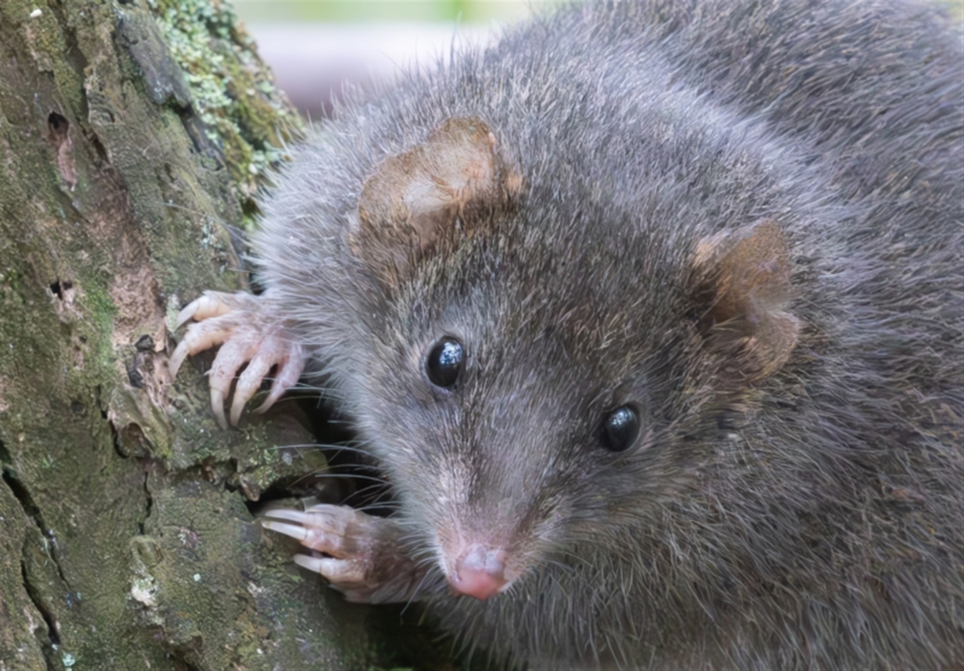 Antechinus agilis at Tidbinbilla Nature Reserve - Canberra & Southern ...