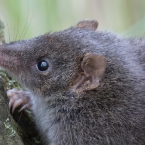 Antechinus agilis at Tidbinbilla Nature Reserve - 28 Apr 2024