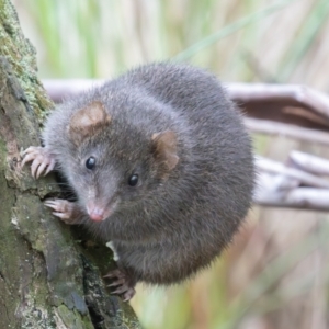 Antechinus mimetes mimetes at Tidbinbilla Nature Reserve - 28 Apr 2024