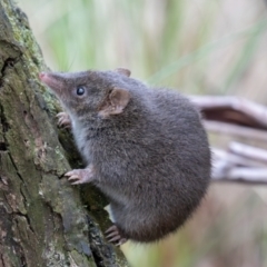 Antechinus agilis at Tidbinbilla Nature Reserve - 28 Apr 2024