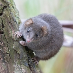 Antechinus agilis at Tidbinbilla Nature Reserve - 28 Apr 2024