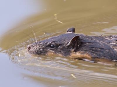 Hydromys chrysogaster (Rakali or Water Rat) at Tidbinbilla Nature Reserve - 28 Apr 2024 by rawshorty