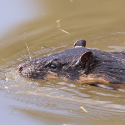 Hydromys chrysogaster (Rakali or Water Rat) at Paddys River, ACT - 28 Apr 2024 by rawshorty