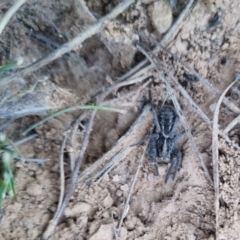 Unidentified Spider (Araneae) at QPRC LGA - 26 Apr 2024 by clarehoneydove