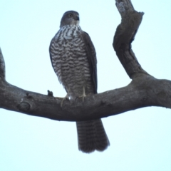 Tachyspiza cirrocephala (Collared Sparrowhawk) at Lions Youth Haven - Westwood Farm A.C.T. - 28 Apr 2024 by HelenCross