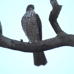 Accipiter cirrocephalus (Collared Sparrowhawk) at Kambah, ACT - 27 Apr 2024 by HelenCross