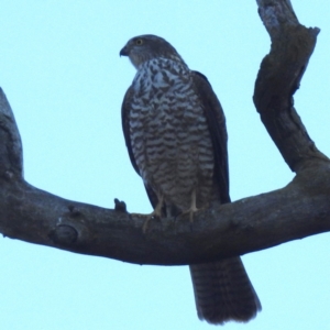 Accipiter cirrocephalus at Lions Youth Haven - Westwood Farm A.C.T. - 28 Apr 2024