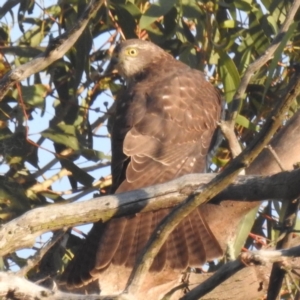 Accipiter cirrocephalus at Lions Youth Haven - Westwood Farm A.C.T. - 28 Apr 2024