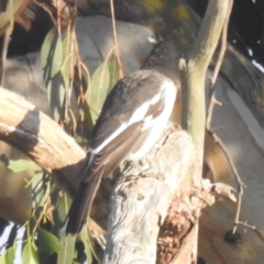 Cracticus nigrogularis at Kambah, ACT - 28 Apr 2024