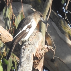 Cracticus nigrogularis at Kambah, ACT - 28 Apr 2024 07:53 AM