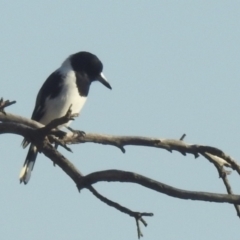 Cracticus nigrogularis at Kambah, ACT - 28 Apr 2024 07:53 AM
