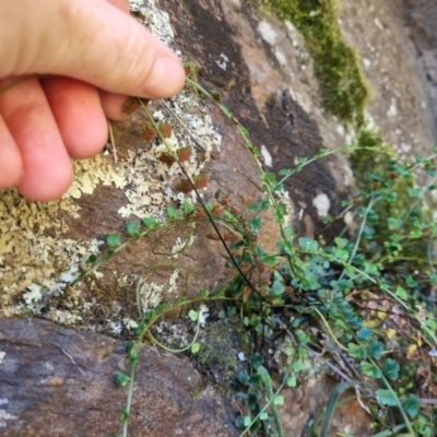 Asplenium flabellifolium (Necklace Fern) at QPRC LGA - 26 Apr 2024 by clarehoneydove