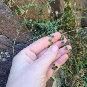 Asplenium flabellifolium at suppressed - 26 Apr 2024