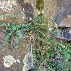 Asplenium flabellifolium at QPRC LGA - suppressed