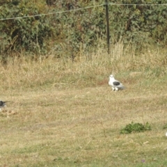 Elanus axillaris (Black-shouldered Kite) at Lions Youth Haven - Westwood Farm - 27 Apr 2024 by HelenCross