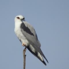 Elanus axillaris at Lions Youth Haven - Westwood Farm A.C.T. - 28 Apr 2024