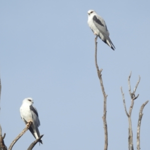 Elanus axillaris at Lions Youth Haven - Westwood Farm A.C.T. - 28 Apr 2024