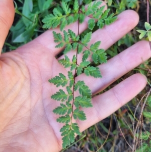 Cheilanthes sieberi subsp. sieberi at QPRC LGA - suppressed