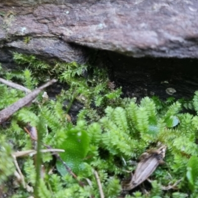 Unidentified Moss, Liverwort or Hornwort at QPRC LGA - 26 Apr 2024 by clarehoneydove