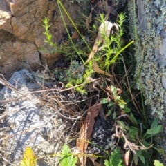 Stellaria pungens (Prickly Starwort) at Bungendore, NSW - 26 Apr 2024 by clarehoneydove