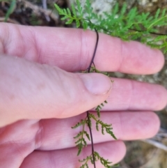 Cheilanthes sieberi subsp. sieberi at QPRC LGA - 26 Apr 2024