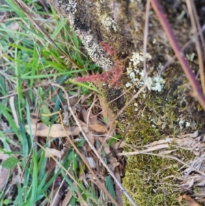 Crassula sieberiana at QPRC LGA - suppressed