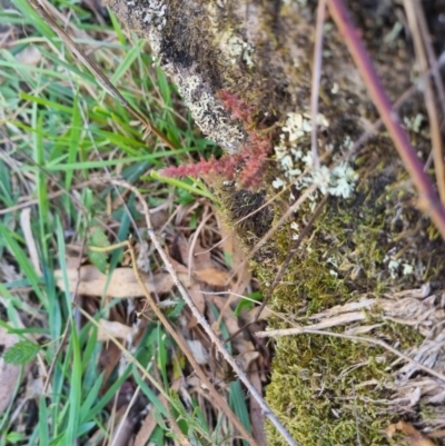 Crassula sieberiana (Austral Stonecrop) at Bungendore, NSW - 26 Apr 2024 by clarehoneydove