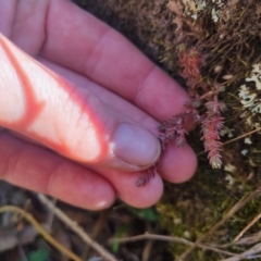 Crassula sieberiana at QPRC LGA - 26 Apr 2024