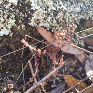 Crassula sieberiana at QPRC LGA - 26 Apr 2024