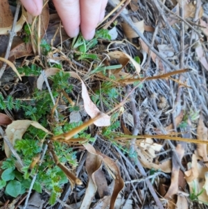 Acaena echinata at QPRC LGA - suppressed