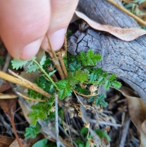 Acaena echinata at QPRC LGA - suppressed