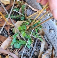 Acaena echinata at QPRC LGA - 26 Apr 2024