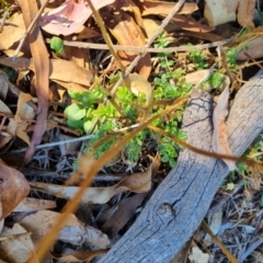 Acaena echinata at QPRC LGA - suppressed